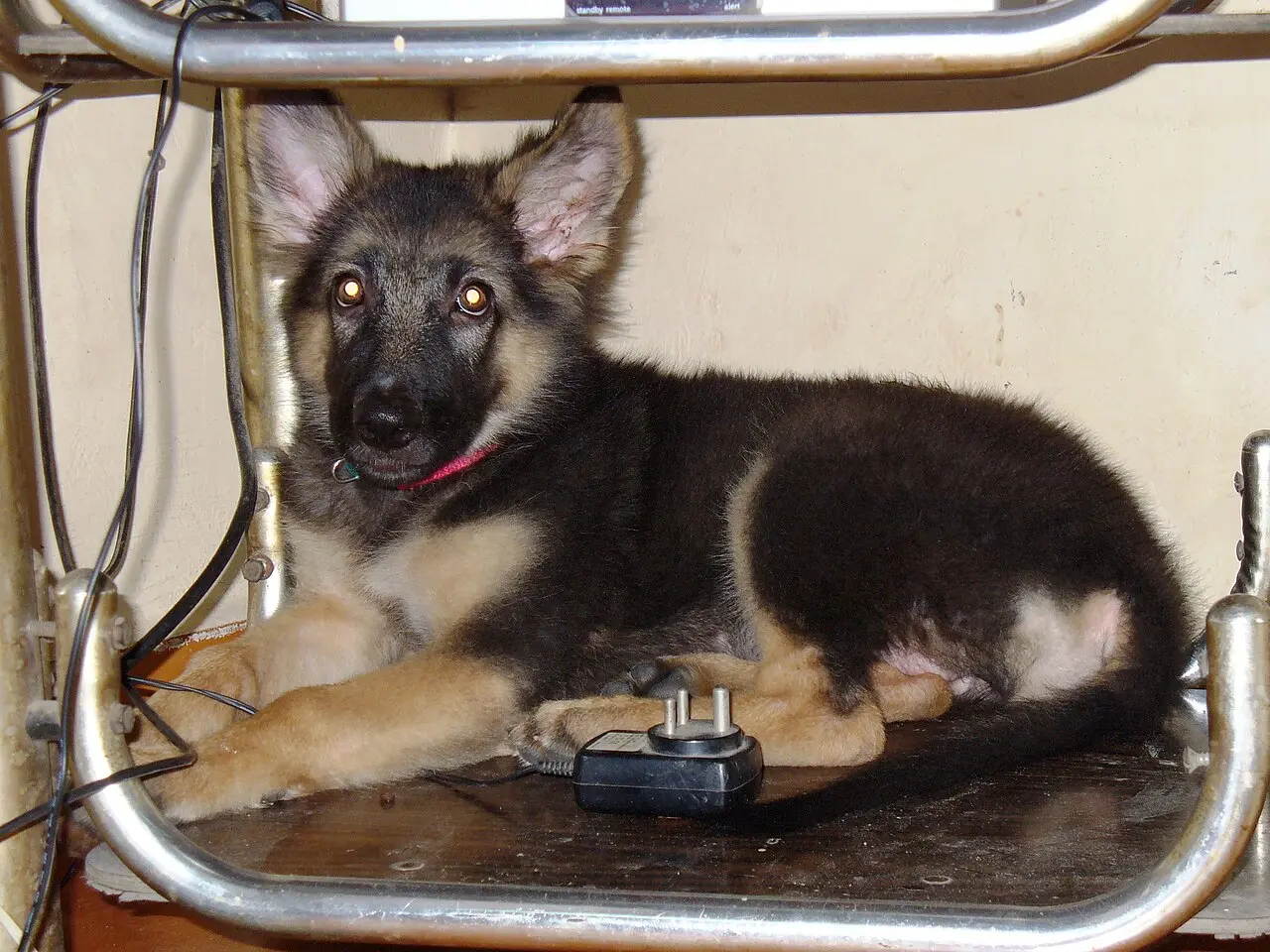 Chiots Berger Allemand, 2 mois, vaccinés