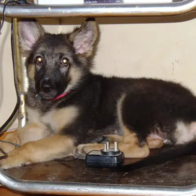 Chiots Berger Allemand, 2 mois, vaccinés