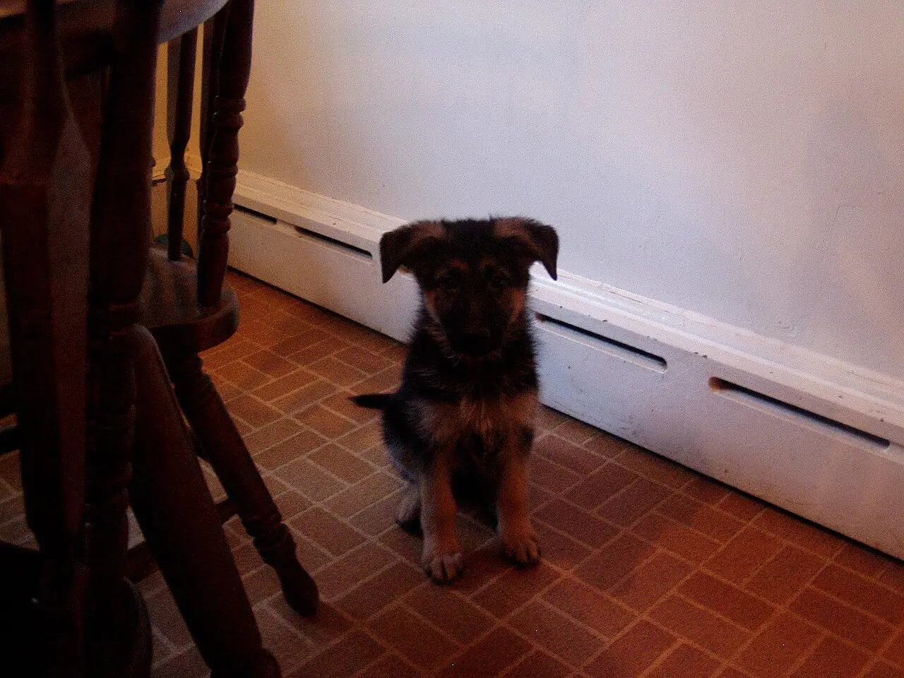 Chiots Berger Allemand, 2 mois, vaccinés