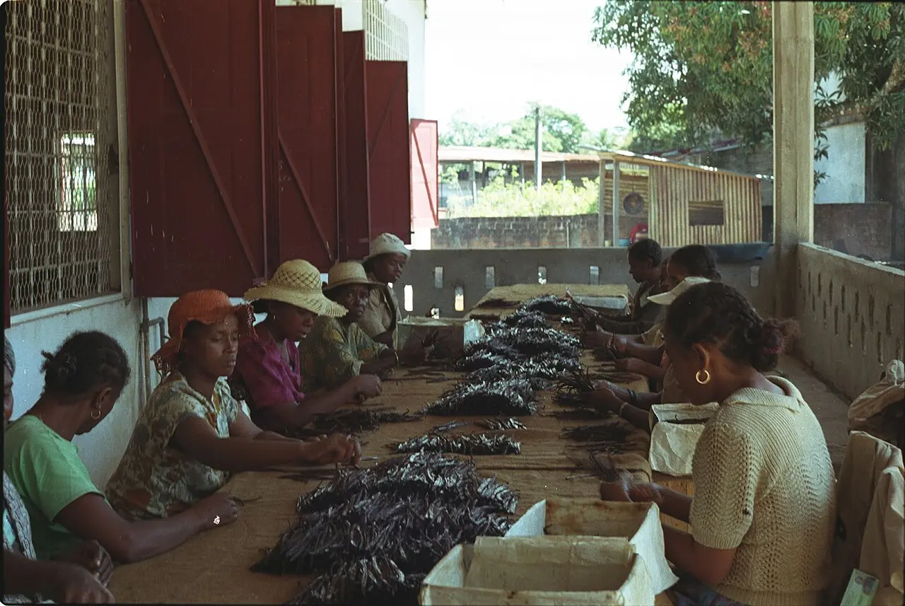 Vanille noire Sambava qualité gourmet, vente au kilo