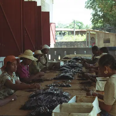 Vanille noire Sambava qualité gourmet, vente au kilo
