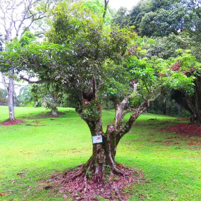 Litchis frais Tamatave – précommande saison 2026