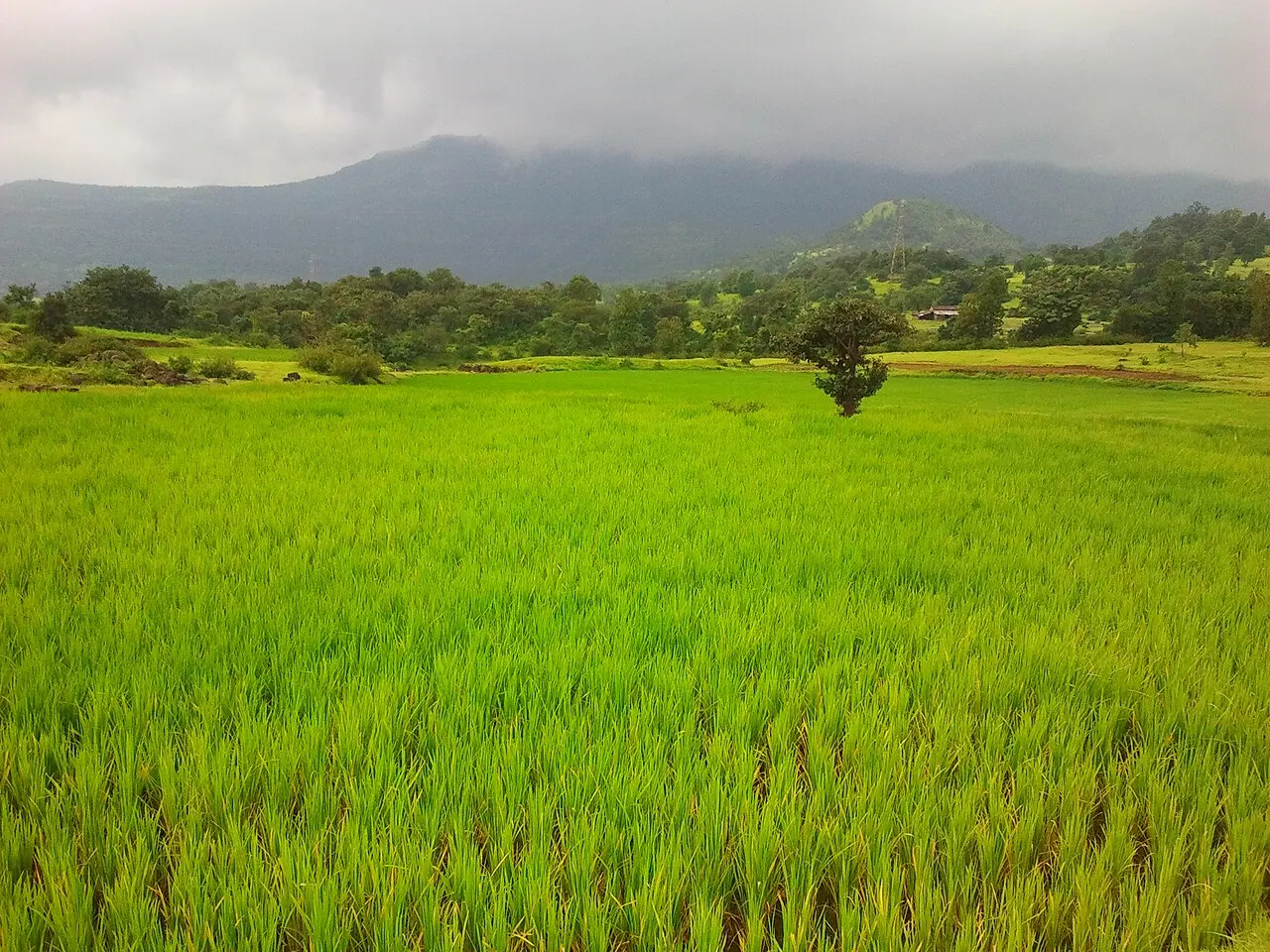 Terrain titré 1200 m² Ambohidratrimo