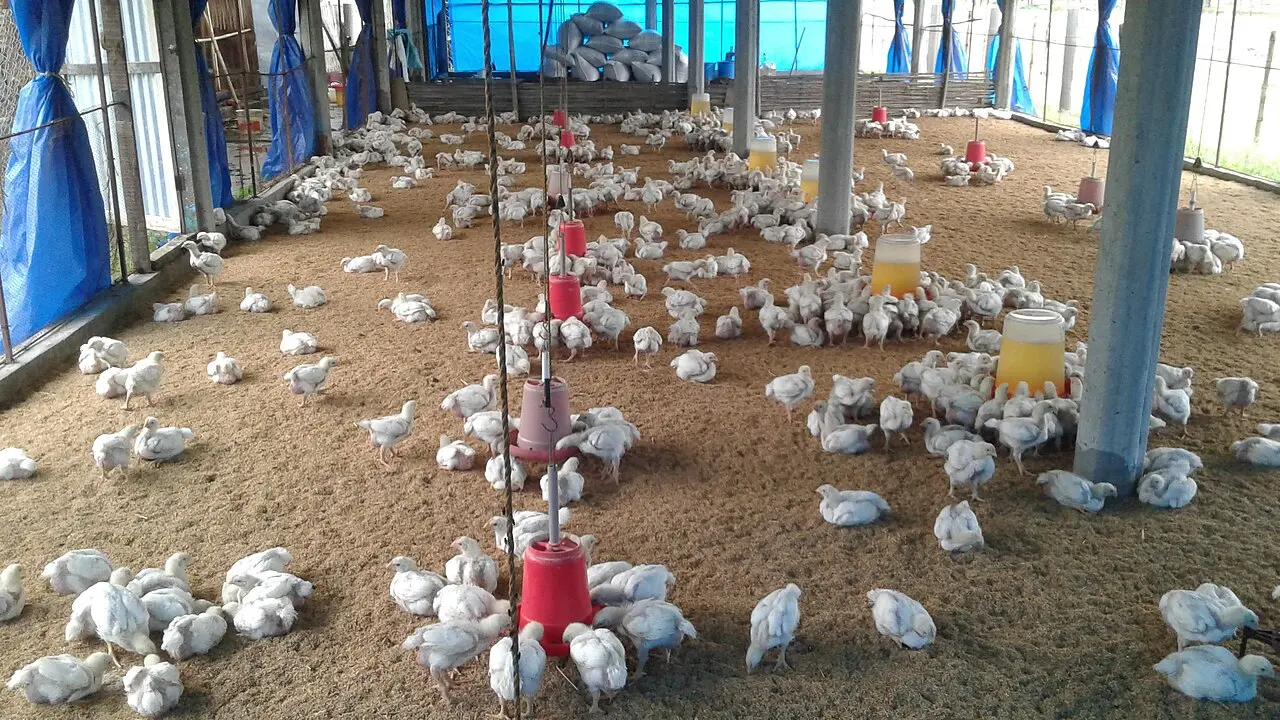 鸡苗批发 肉鸡/蛋鸡 已打疫苗 100 只起